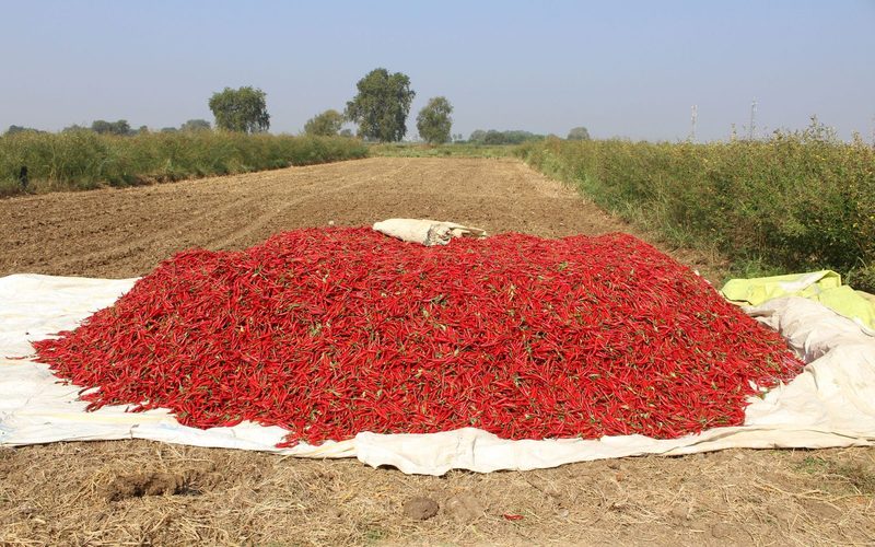Erntehaufen auf einem Feld in Andhra