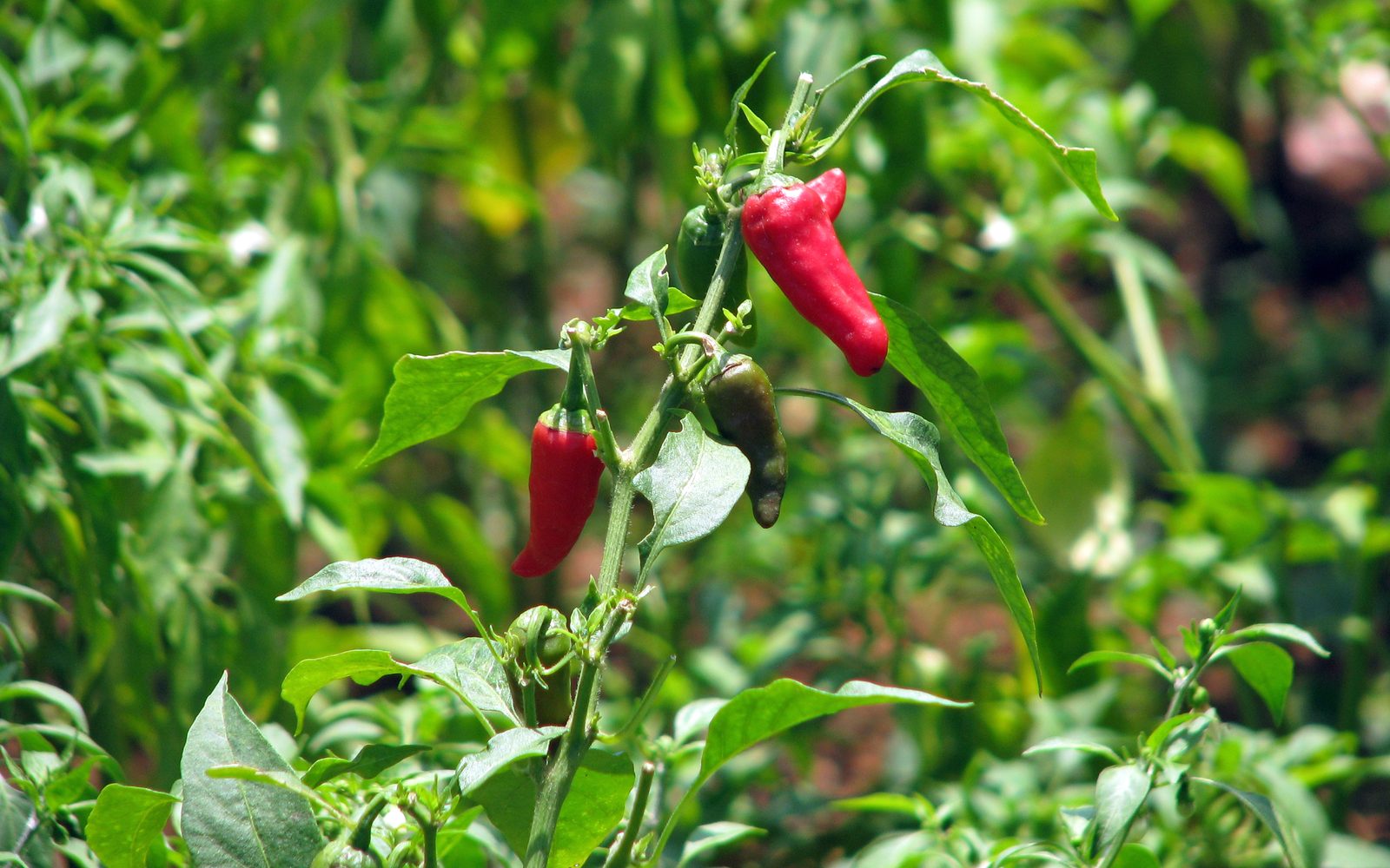 Coltivazione di peperoncino rosso in Andhra Pradesh